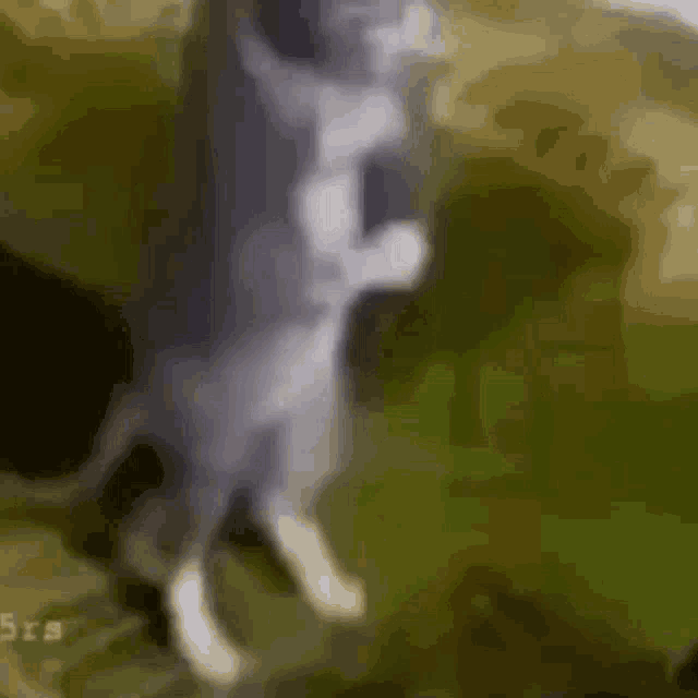Cat praising Big Brother